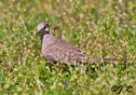 Columbina inca